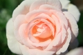 Rosa - A Whiter Shade Of Pale 2017 -005